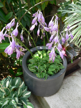 Hosta ´Kinbotan´